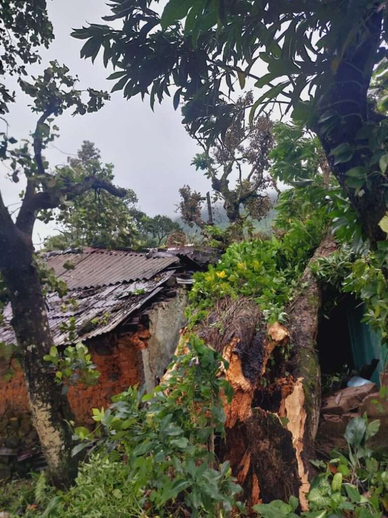 வீட்டுக் கூரையின் மீது மரம் வீழ்ந்து கிடக்கின்றது