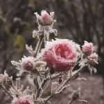 பொகவந்தலாவ பகுதியில் பூக்கள் மீது உறைபனி