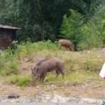 காட்டுப்பன்றிகளும் குரங்குகளும் வீட்டுக்குப் படையெடுப்பு