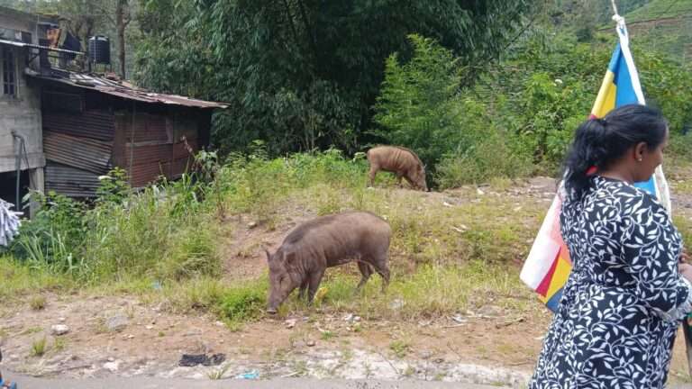 காட்டுப்பன்றிகளும் குரங்குகளும் வீட்டுக்குப் படையெடுப்பு