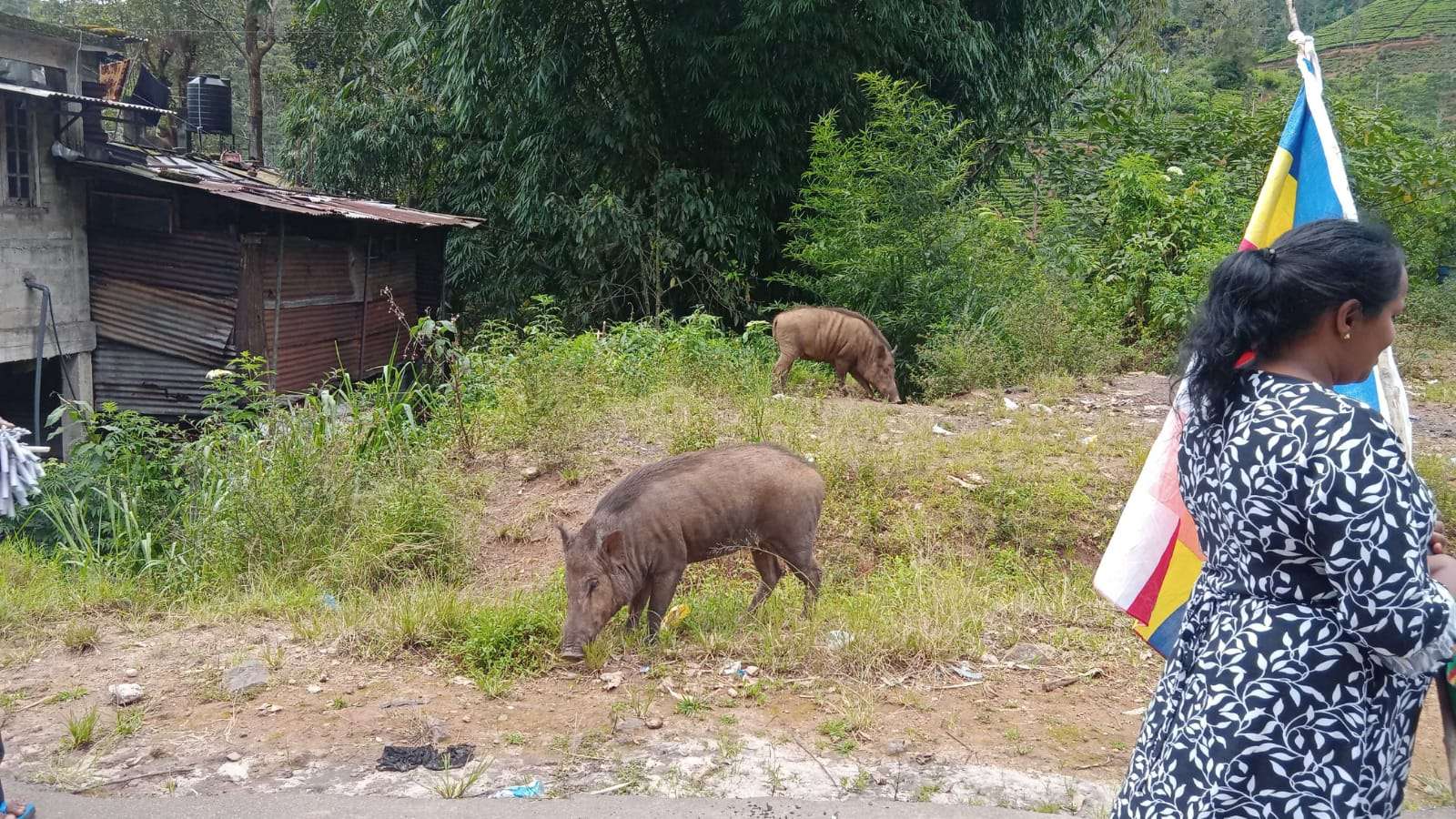 காட்டுப்பன்றிகளும் குரங்குகளும் வீட்டுக்குப் படையெடுப்பு