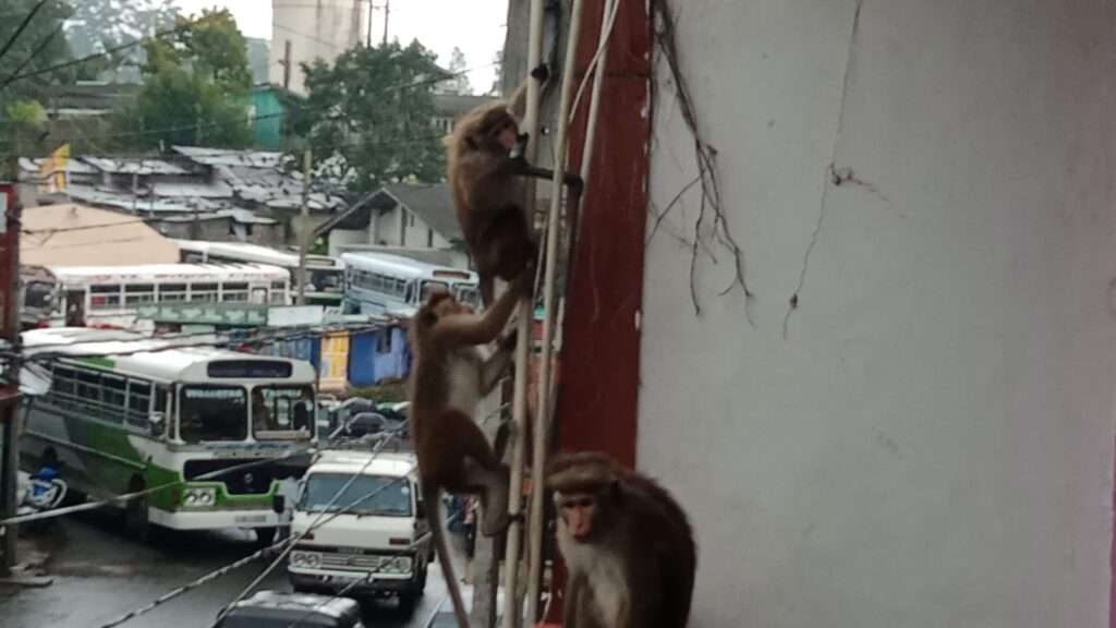 காட்டுப்பன்றிகளும் குரங்குகளும் வீட்டுக்குப் படையெடுப்பு