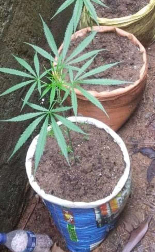 காய்கறித் தோட்டத்தில் கஞ்சா செடி வளர்த்த தொழிலாளி கைது செய்யப்பட்ட சம்பவம் மஸ்கெலியாவில் இடம்பெற்றுள்ளது.