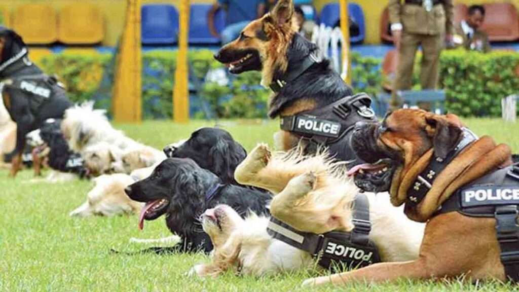 பாடசாலைகளில் போதைப்பொருள் சோதனைக்கு மோப்ப நாய்கள்