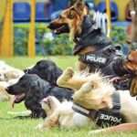 பாடசாலைகளில் போதைப்பொருள் சோதனைக்கு மோப்ப நாய்கள்