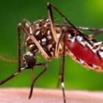 மட்டக்களப்பில் டெங்கு நோயாளர்கள் அதிகரிப்பு