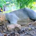காட்டு யானையை எரித்துக் கொன்ற சம்பவம் தொடர்பில் மூவர் கைது