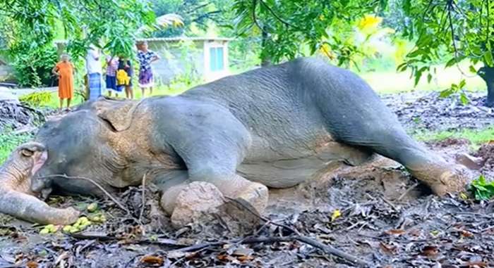 காட்டு யானையை எரித்துக் கொன்ற சம்பவம் தொடர்பில் மூவர் கைது