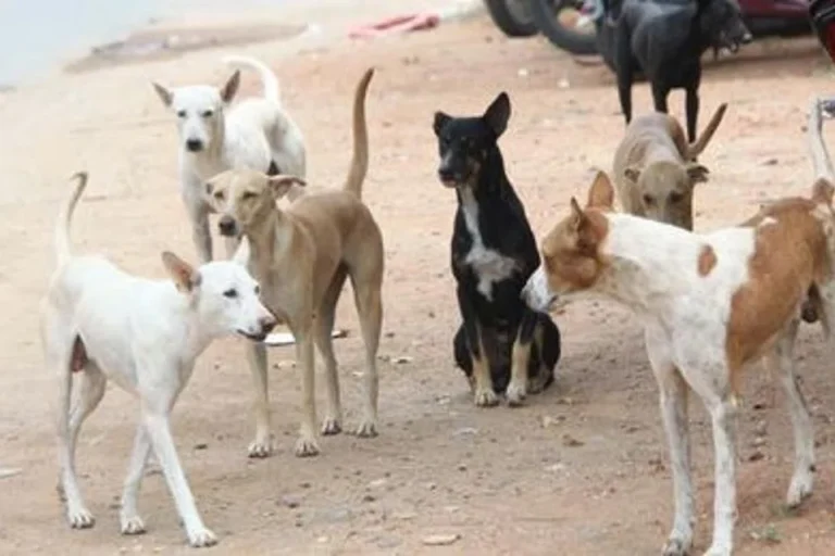 300 தெரு நாய்களை விஷம் வைத்துக் கொன்ற 9 பேர் மீது வழக்குப்பதிவு