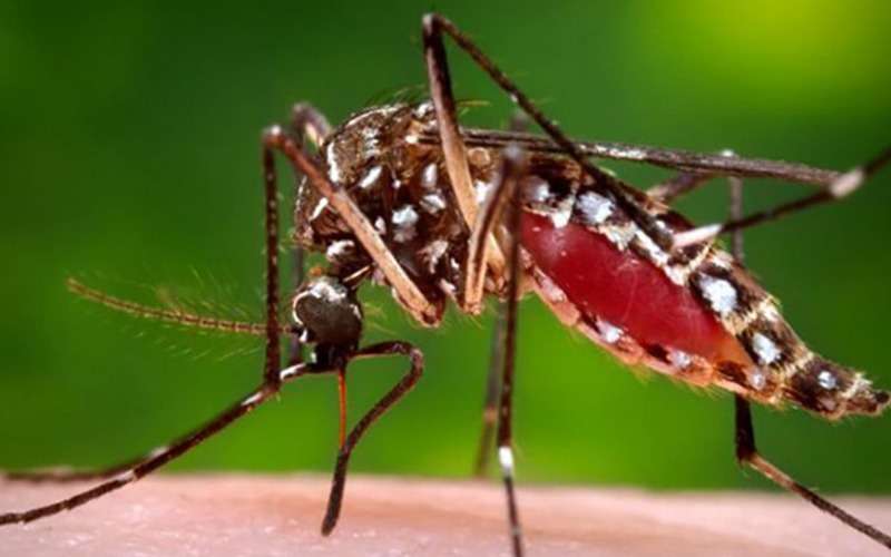 மட்டக்களப்பு மாவட்டத்தில் டெங்கு நோய் பரவல் அதிகரிப்பு