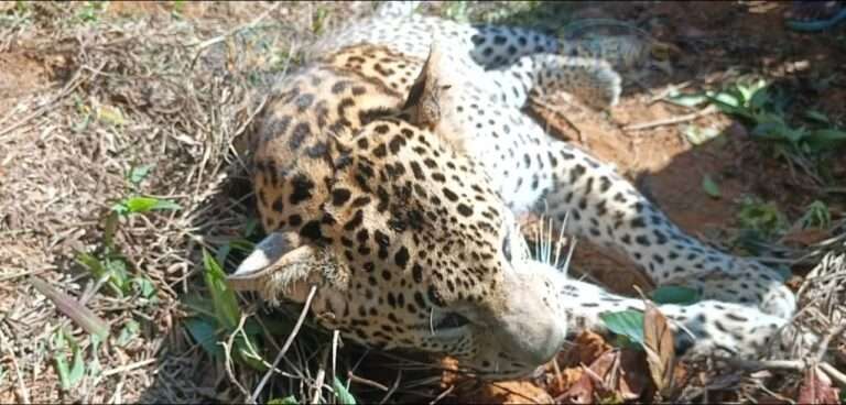 வேட்டைக்காக வைத்திருந்த பொறியில் சிக்கி சிறுத்தை பலி