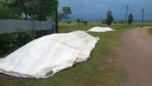 மட்டக்களப்பில் கடும் மழையால் அறுவடைப் பணிகள் பாதிப்பு