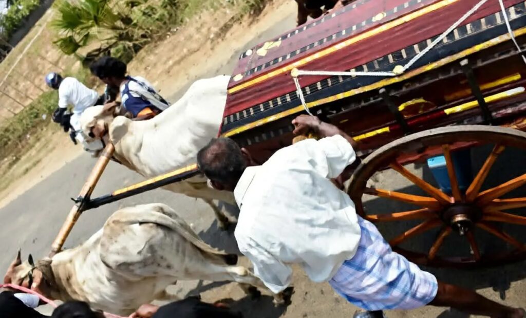 எஜமானின் இறுதி ஆசைப்படி அவரது உடலை சுமந்து சென்ற காளைகள்!