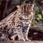 கெனில்வத்தையில் மீன்பிடிப்பூனை சடலமாக கண்டெடுப்பு!