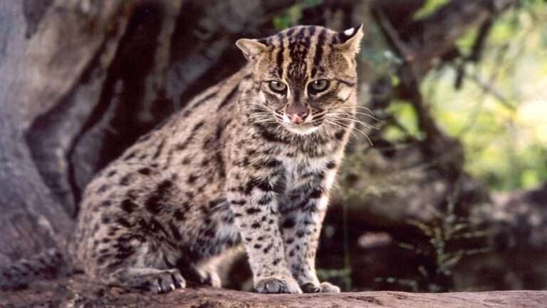 கெனில்வத்தையில் மீன்பிடிப்பூனை சடலமாக கண்டெடுப்பு!