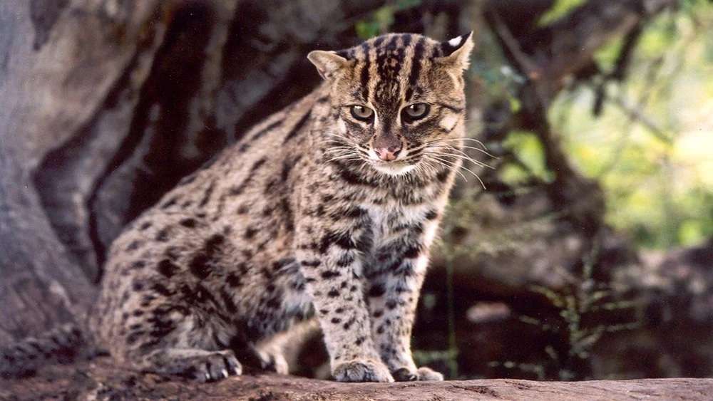 கெனில்வத்தையில் மீன்பிடிப்பூனை சடலமாக கண்டெடுப்பு!