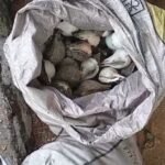 இந்தியாவுக்குக் கடத்தவிருந்த கற்பிட்டியில் நாலாயிரம் சங்குகளுடன் ஒருவர் கைது