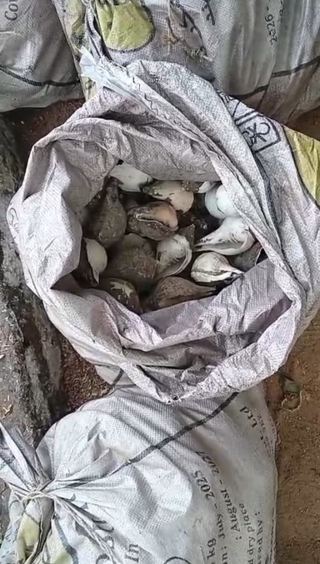 இந்தியாவுக்குக் கடத்தவிருந்த கற்பிட்டியில் நாலாயிரம் சங்குகளுடன் ஒருவர் கைது