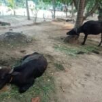சம்மாந்துறையில் திருடப்பட்ட மாடுகள் மருதமுனையில் மீட்பு!