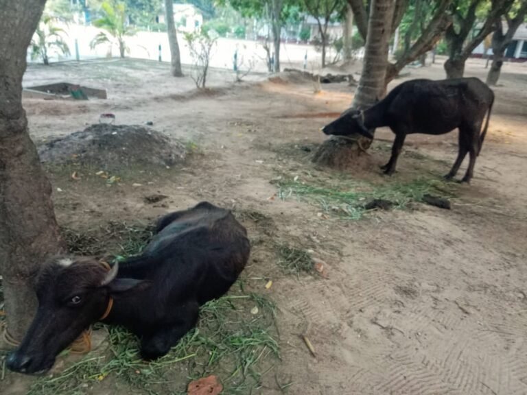 சம்மாந்துறையில் திருடப்பட்ட மாடுகள் மருதமுனையில் மீட்பு!