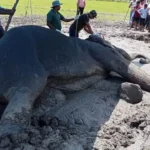 சம்மாந்துறையில் உயிருக்கு போராடும் யானையைக் காப்பாற்ற தீவிர முயற்சி!